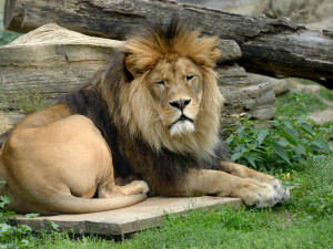 FOTOGALERIE: Šimon se do olomoucké zoo vrátí, čeká ho preparace