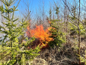 FOTOGALERIE: Lesní požár u Jívové