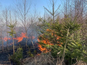 FOTOGALERIE: Lesní požár u Jívové