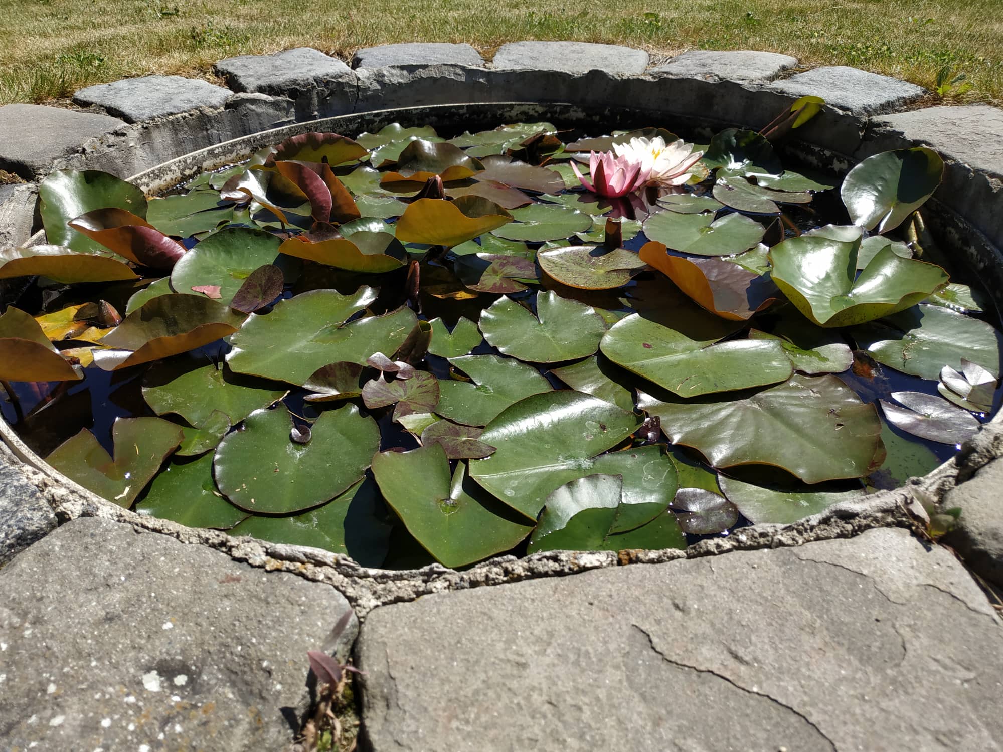 FOTOGALERIE: Botanická zahrada Petra Albrechta v Prostějově