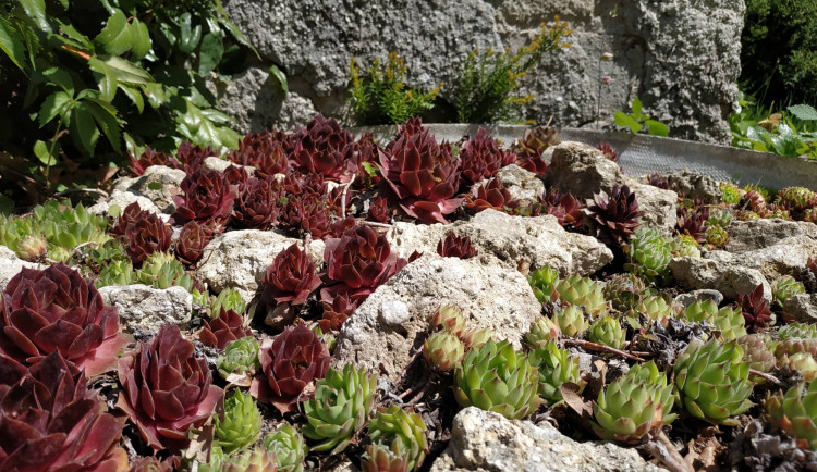 FOTOGALERIE: Botanická zahrada Petra Albrechta v Prostějově