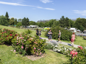 Tisíce květů, přednášky a muzika. Olomoucké rozárium slaví padesáté výročí