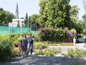 Tisíce květů, přednášky a muzika. Olomoucké rozárium slaví padesáté výročí
