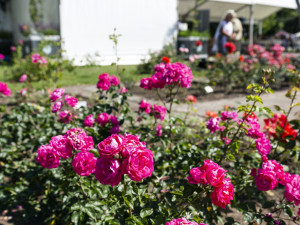 Tisíce květů, přednášky a muzika. Olomoucké rozárium slaví padesáté výročí