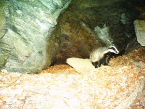 FOTOGALERIE: Velké šelmy a dravci v Jeseníkách