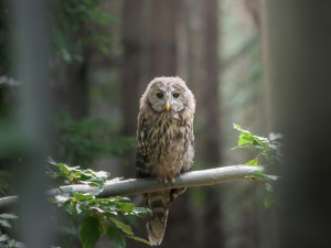 FOTOGALERIE: Velké šelmy a dravci v Jeseníkách