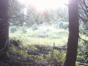 FOTOGALERIE: Velké šelmy a dravci v Jeseníkách