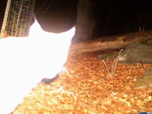 FOTOGALERIE: Velké šelmy a dravci v Jeseníkách