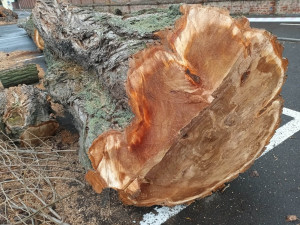 FOTOGALERIE: Před prostějovským hřbitovem šlo k zemi pět topolů