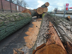 FOTOGALERIE: Před prostějovským hřbitovem šlo k zemi pět topolů