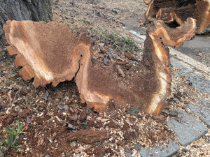 FOTOGALERIE: Před prostějovským hřbitovem šlo k zemi pět topolů