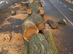 FOTOGALERIE: Před prostějovským hřbitovem šlo k zemi pět topolů