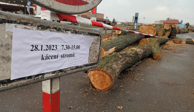 FOTOGALERIE: Před prostějovským hřbitovem šlo k zemi pět topolů