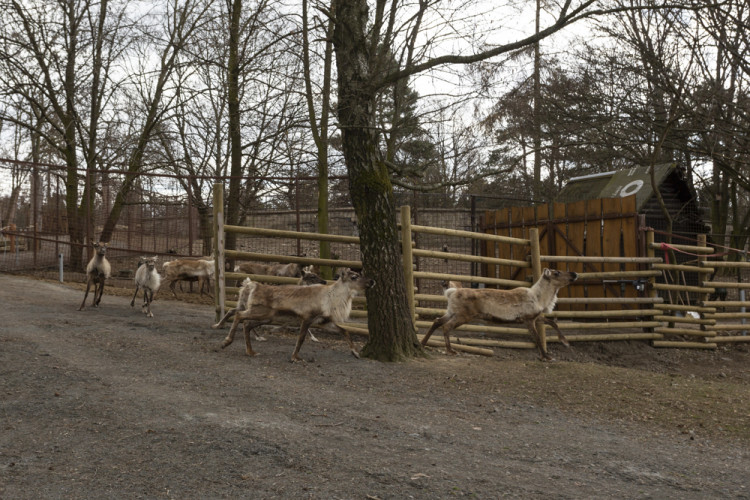 FOTOGALERIE: Olomoucká zoo výrazně rozšířila svou safari zónu