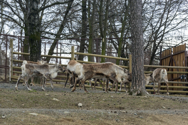 FOTOGALERIE: Olomoucká zoo výrazně rozšířila svou safari zónu