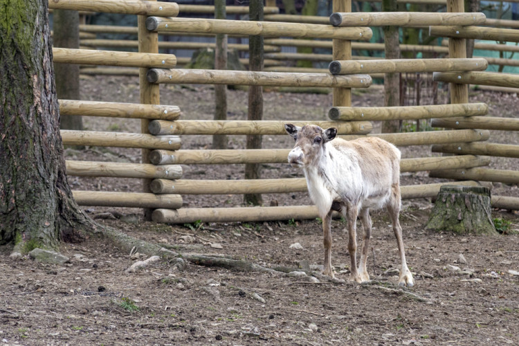 FOTOGALERIE: Olomoucká zoo výrazně rozšířila svou safari zónu