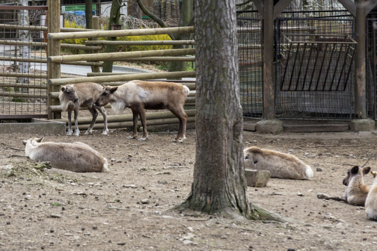 FOTOGALERIE: Olomoucká zoo výrazně rozšířila svou safari zónu