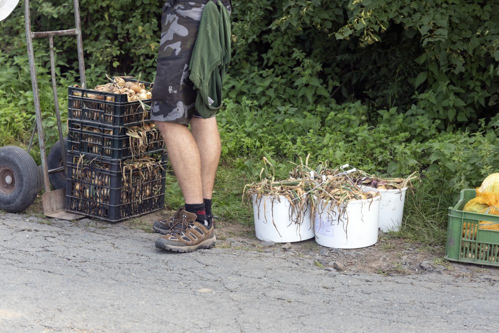 FOTOGALERIE: Samosběr ve Vojnicích lákal davy. Dopravu musela řídit policie