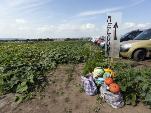 FOTOGALERIE: Samosběr ve Vojnicích lákal davy. Dopravu musela řídit policie