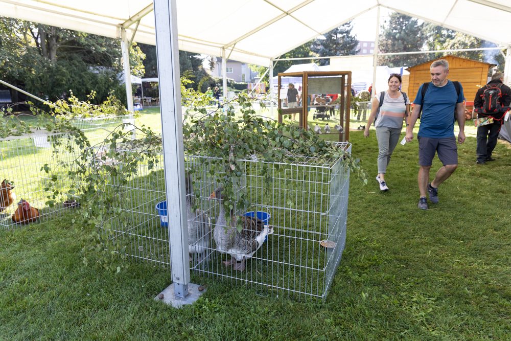FOTOGALERIE: Podzimní Flora 2023 nese podtitul Společné kořeny