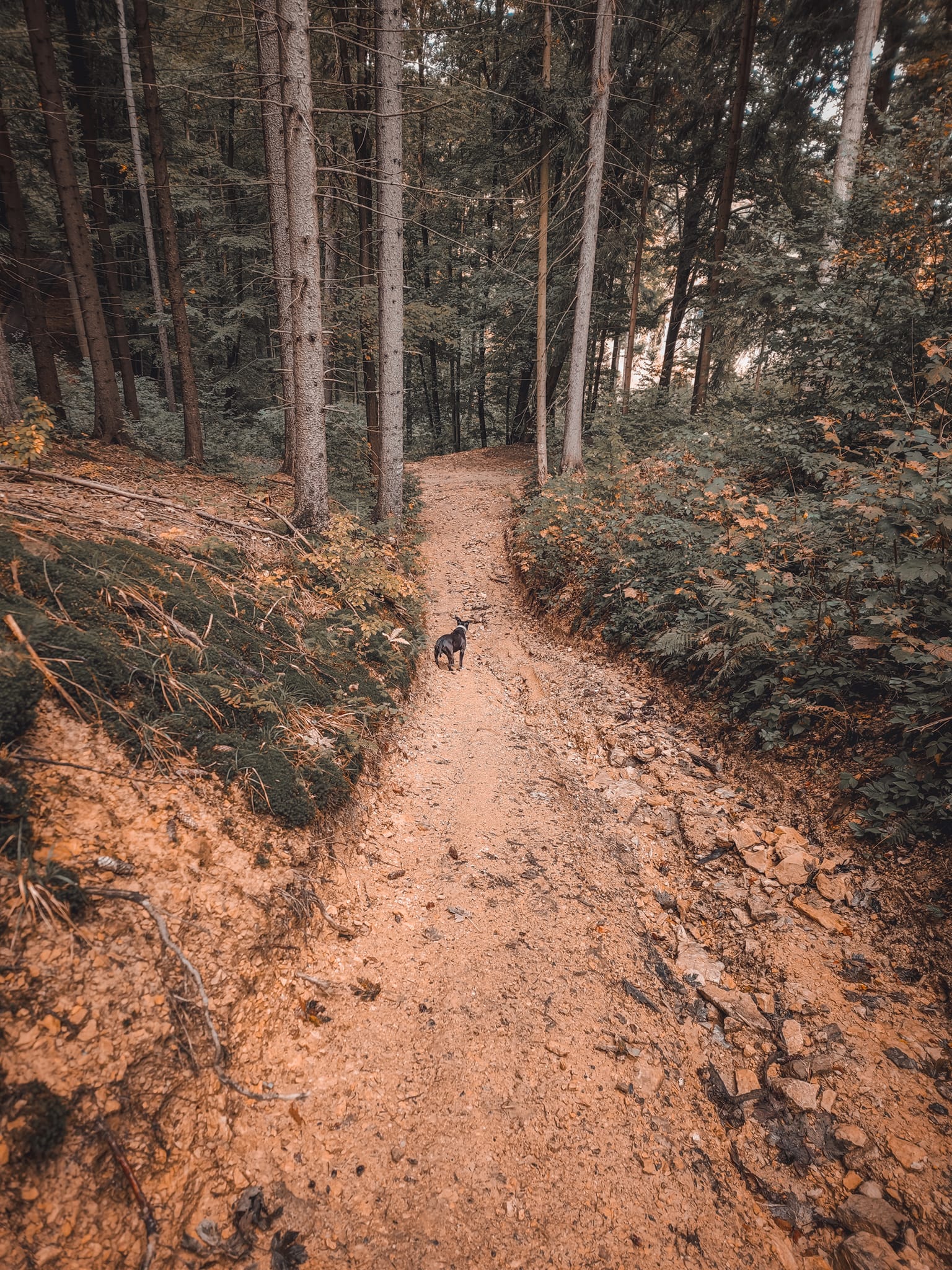 FOTOGALERIE: