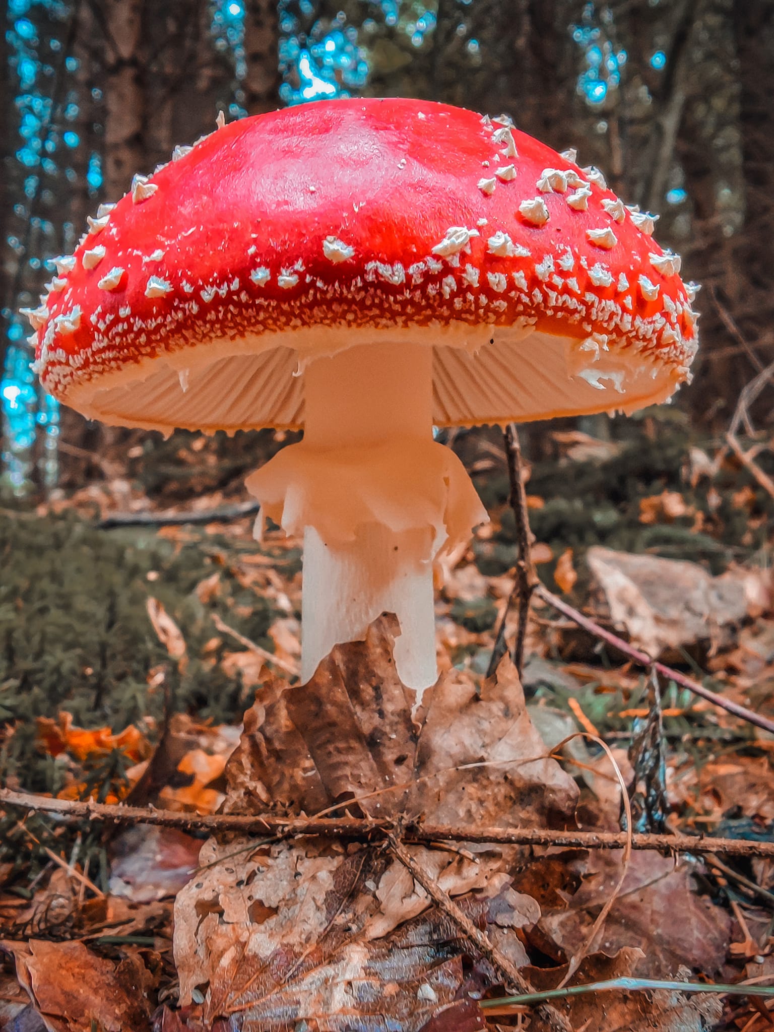 FOTOGALERIE: