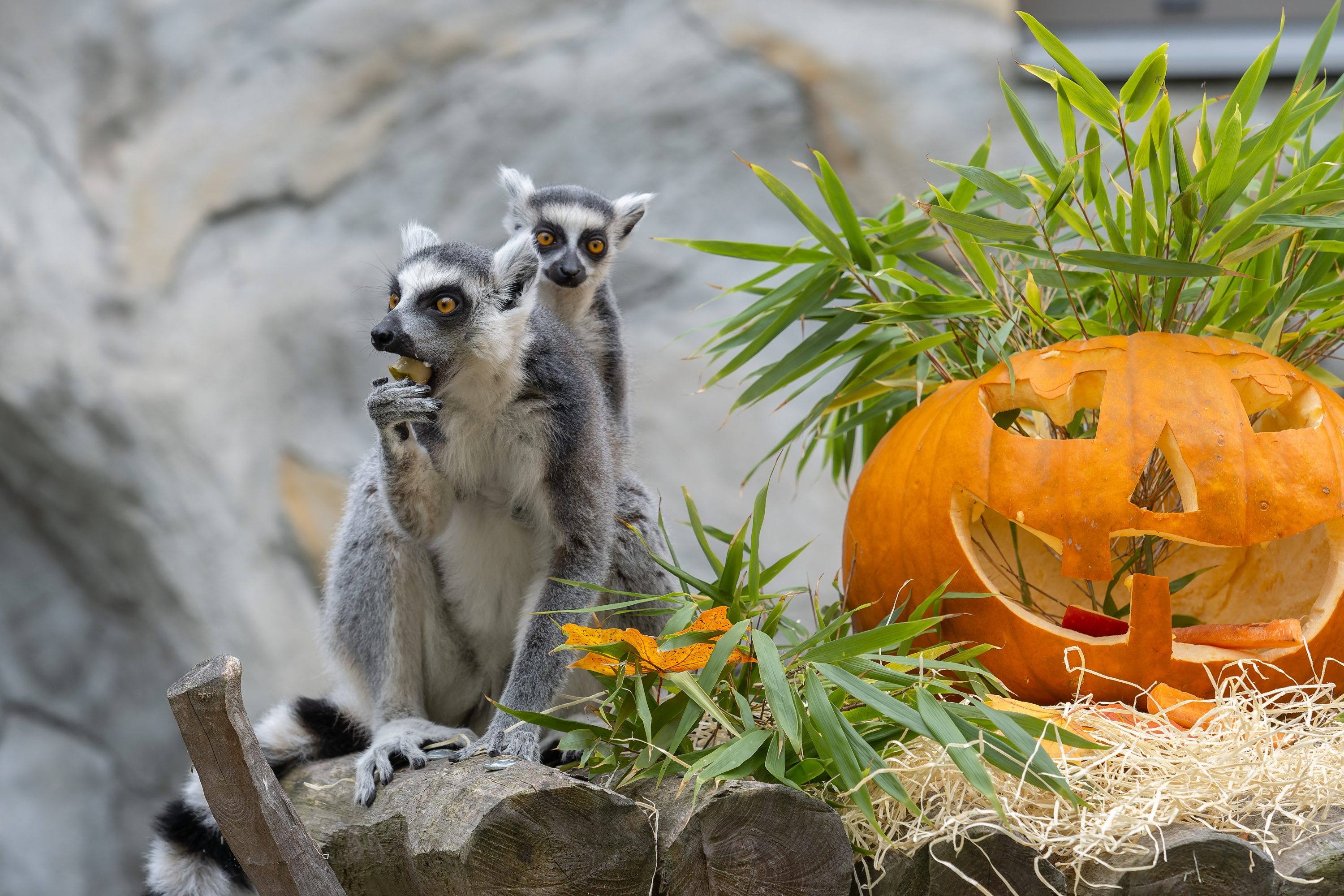 FOTOGALERIE: Dýňobraní v zoo na Svatém Kopečku