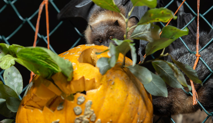 FOTOGALERIE: Dýňobraní v zoo na Svatém Kopečku