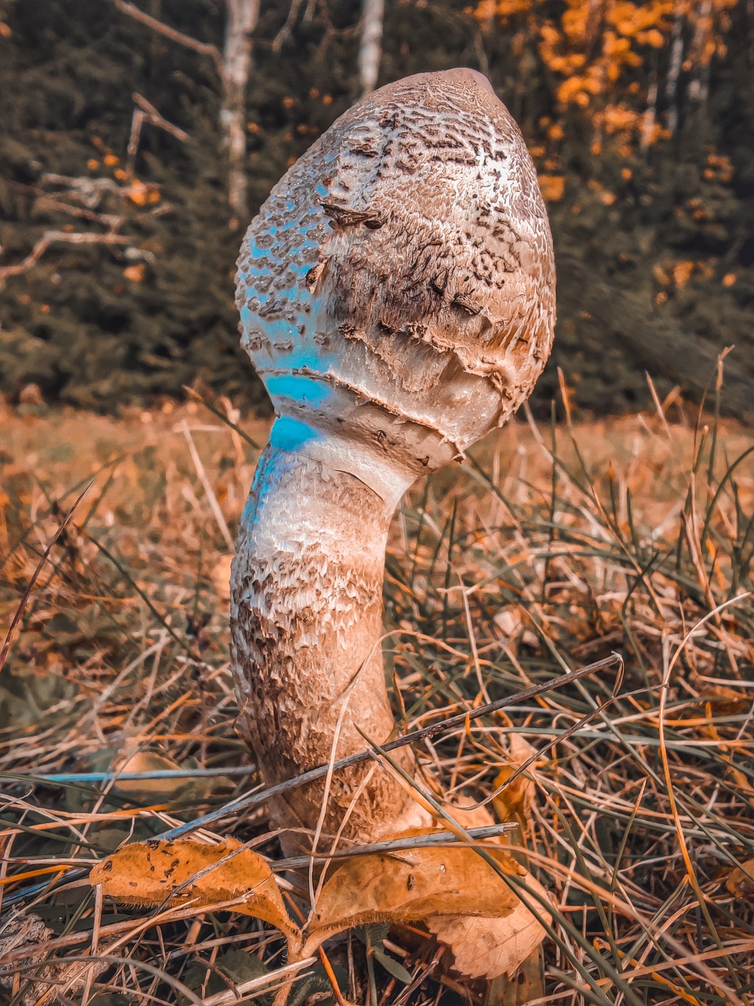 FOTOGALERIE: