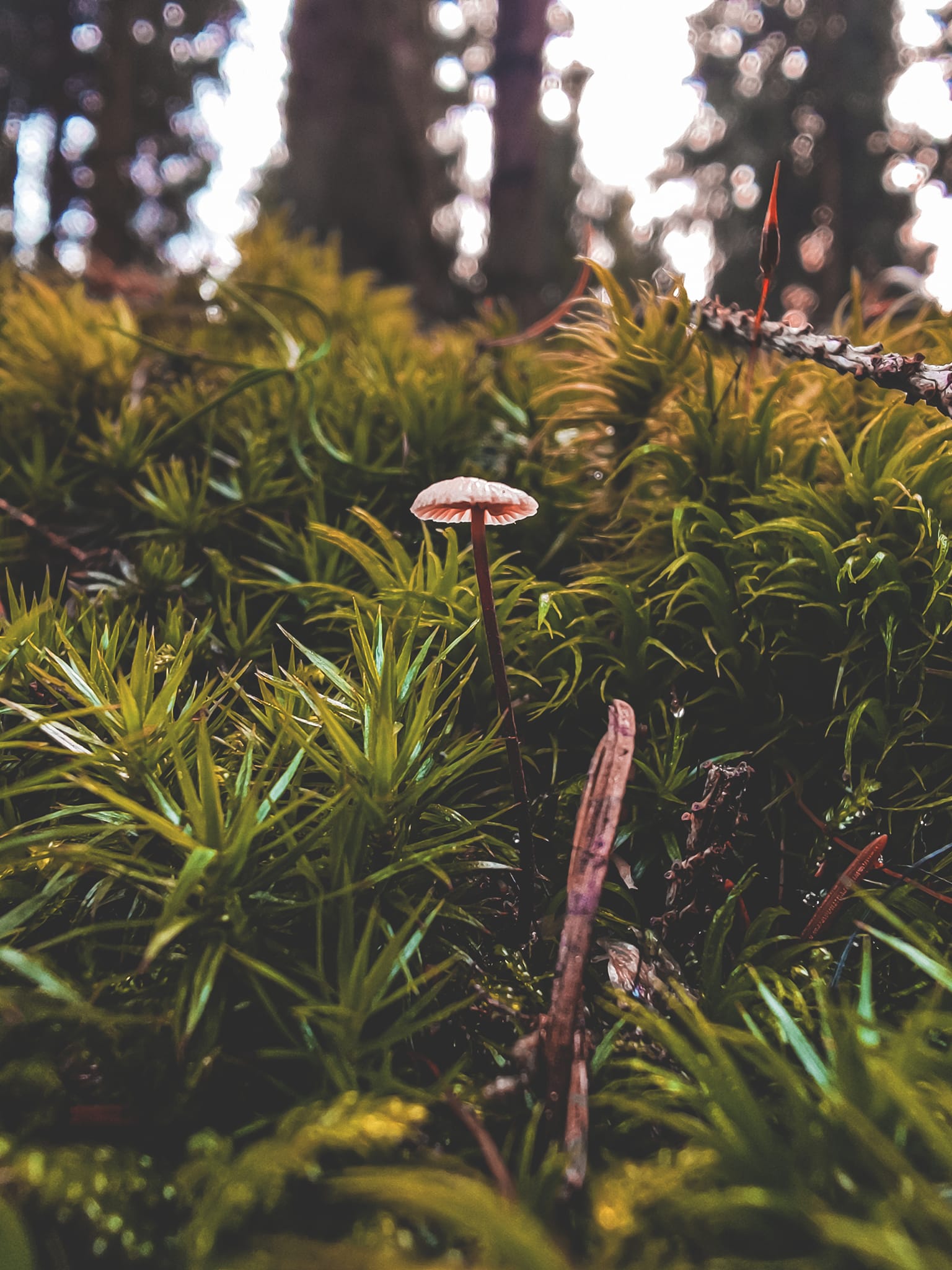 FOTOGALERIE: