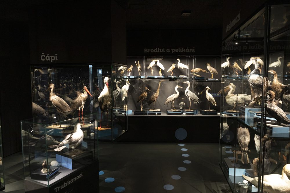 FOTOGALERIE: Přerovská ornitologická stanice má novou expozici i depozitář