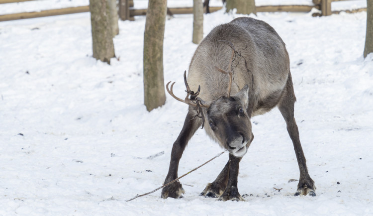 FOTOGALERIE: Sněhová pokrývka svědčí v zoo rysům, sobům či pižmoňům