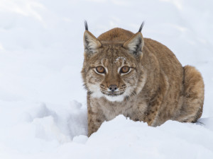 FOTOGALERIE: Sněhová pokrývka svědčí v zoo rysům, sobům či pižmoňům