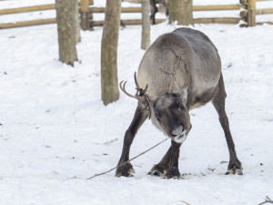FOTOGALERIE: Sněhová pokrývka svědčí v zoo rysům, sobům či pižmoňům