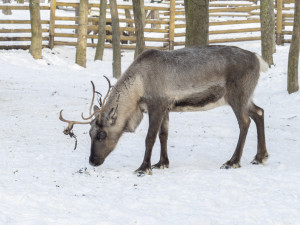 FOTOGALERIE: Sněhová pokrývka svědčí v zoo rysům, sobům či pižmoňům