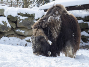 FOTOGALERIE: Sněhová pokrývka svědčí v zoo rysům, sobům či pižmoňům
