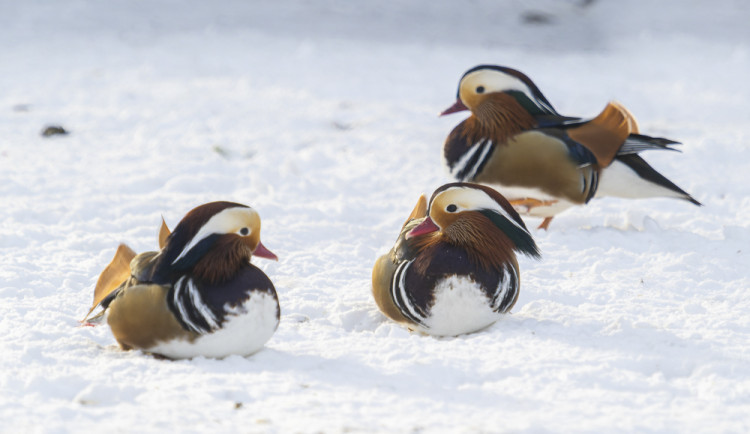 FOTOGALERIE: Sněhová pokrývka svědčí v zoo rysům, sobům či pižmoňům