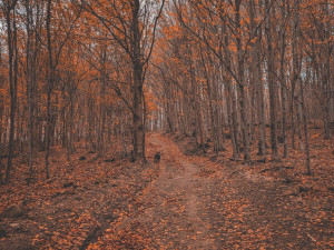 FOTOGALERIE: Krásné Hostýnské vrchy, ideální procházka na konec roku