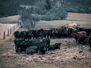 FOTOGALERIE: Tajemné a romantické okolí Valašských Kloubouků