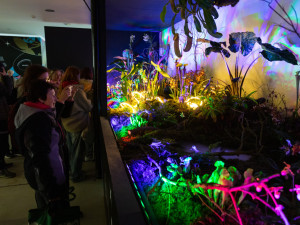 FOTOGALERIE: Galaxie květin se otevřela návštěvníkům, jarní Flora v Olomouc láká davy