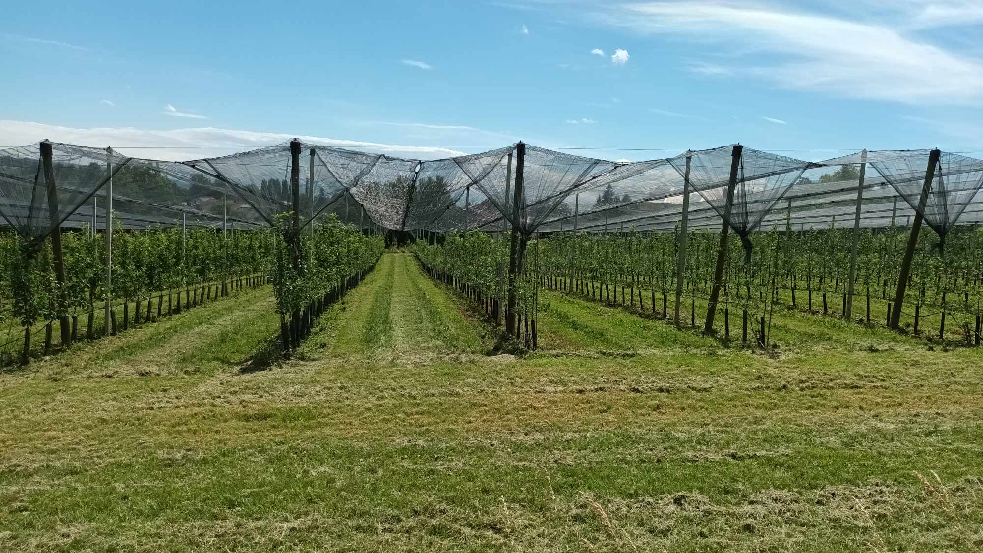 FOTOGALERIE: Jablka a byliny. Kofola rozvíjí sady na Šumpersku