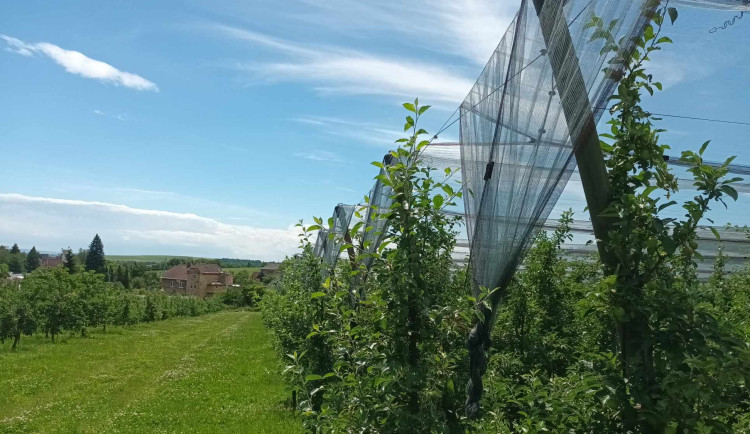 FOTOGALERIE: Jablka a byliny. Kofola rozvíjí sady na Šumpersku