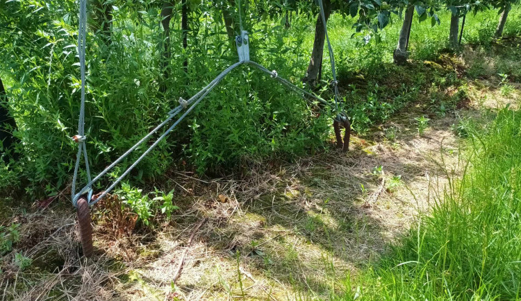 FOTOGALERIE: Jablka a byliny. Kofola rozvíjí sady na Šumpersku