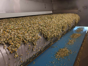 FOTOGALERIE: Jablka a byliny. Kofola rozvíjí sady na Šumpersku