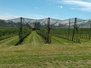 FOTOGALERIE: Jablka a byliny. Kofola rozvíjí sady na Šumpersku
