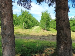 FOTOGALERIE: Jablka a byliny. Kofola rozvíjí sady na Šumpersku