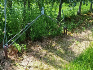 FOTOGALERIE: Jablka a byliny. Kofola rozvíjí sady na Šumpersku