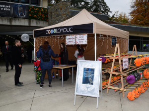 FOTOGALERIE: Večeru duchů a Zoo světel na Svatém Kopečku
