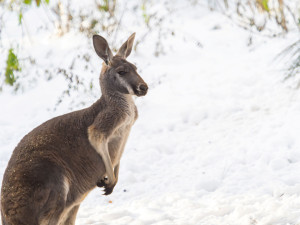 FOTOGALERIE: Svatý Kopeček je plný zvířat i v zimě