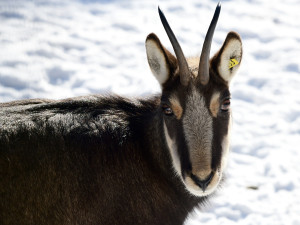 FOTOGALERIE: Svatý Kopeček je plný zvířat i v zimě